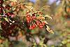 Malus zumi var. calocarpa fruit