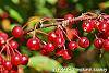 Malus zumi var. calocarpa fruit