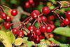 Malus zumi var. calocarpa