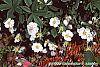 Potentilla alba habit