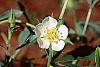 Potentilla alba flowers