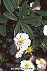 Potentilla alba flowers