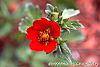 Potentilla atrosanguinea flowers