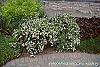 Potentilla fruticosa 'McKay's White' habit