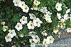Potentilla fruticosa 'McKay's White' flowers
