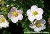 Potentilla fruticosa 'Pink Beauty' flowers
