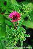 Potentilla 'Helen Jane' flowers