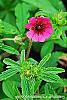 Potentilla 'Helen Jane' flowers