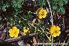 Potentilla nana flowers
