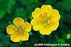 Potentilla neumanniana 'Nana' flowers