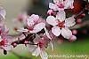 Prunus cerasifera 'Pissardii' flowers