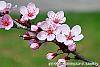 Prunus cerasifera 'Pissardii' flowers