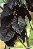 Prunus cerasifera 'Thundercloud' fall color
