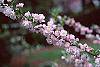 Prunus glandulosa flowers