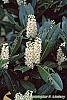 Prunus laurocerasus 'Otto Luyken' flowers