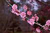 Prunus mume 'Kobai' flowers