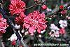 Prunus persica flowers