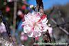 Prunus persica flowers