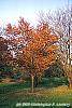 Prunus sargentii fall color