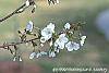Prunus 'Snow Goose' flowers