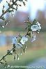 Prunus 'Snow Goose' flowers