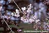 Prunus subhirtella var. autumnalis flowers