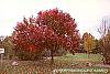 Pyrus calleryana 'Autumn Blaze' habit