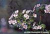 Pyrus communis flowers