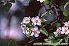 Pyrus communis flowers