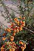 Pyracantha coccinea fruit