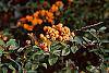 Pyracantha coccinea fruit