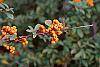 Pyracantha coccinea fruit