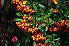 Pyracantha crenatoserrata 'Graberi' fruit