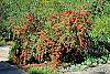 Pyracantha koidzumii 'Victory' habit