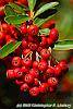 Pyracantha koidzumii 'Victory' fruit