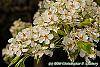 Pyrus phaeocarpa flowers