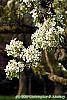 Pyrus phaeocarpa flowers