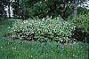 Rhodotypos scandens habit