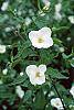 Rhodotypos scandens flowers