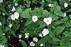 Rhodotypos scandens flowers