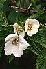 Rhodotypos scandens flowers