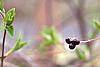 Rhodotypos scandens fruit