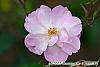 Rosa 'Bermuda's Kathleen' flowers