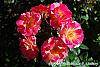 Rosa 'Cherry Parfait' flowers