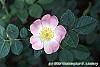 Rosa eglanteria flowers