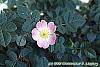 Rosa eglanteria flowers