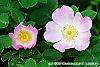 Rosa eglanteria flowers