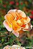 Rosa 'Flo Nelson' flowers