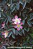 Rosa glauca flowers