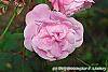 Rosa 'Hall Plot' flowers